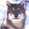 pswolf